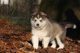 ALASKAN MALAMUTE 551